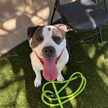 Enlarge Jake, a Adoptable American Staffordshire Terrier in Stagecoach, NV image 2/2