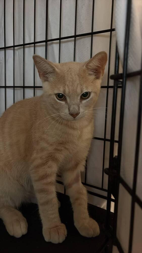Tang, Adoptable, Kitten Male Domestic Short Hair.