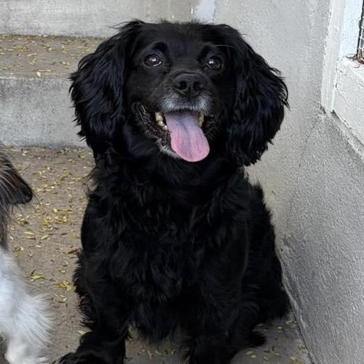 Charlie, a ADOPTABLE Cocker Spaniel in San Diego, CA image 1/3