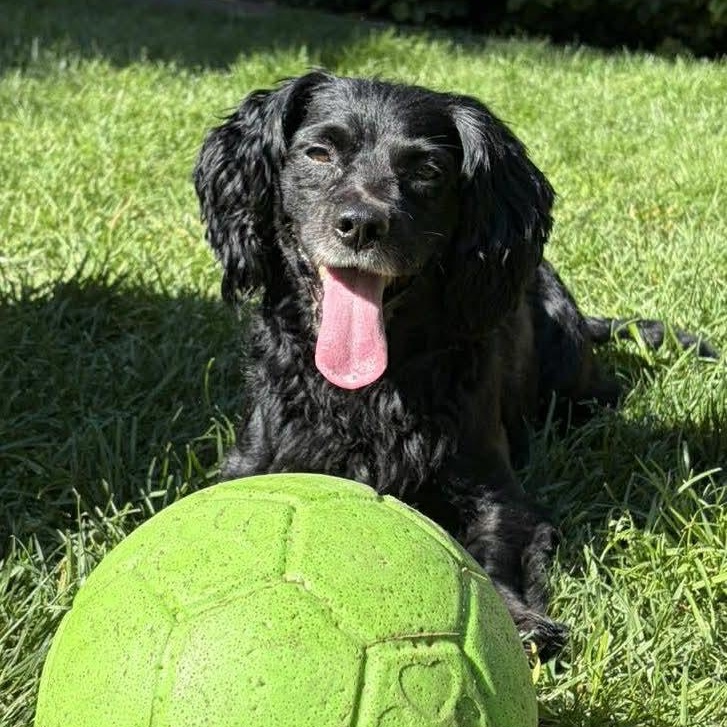 Charlie, a ADOPTABLE Cocker Spaniel in San Diego, CA image 2/3