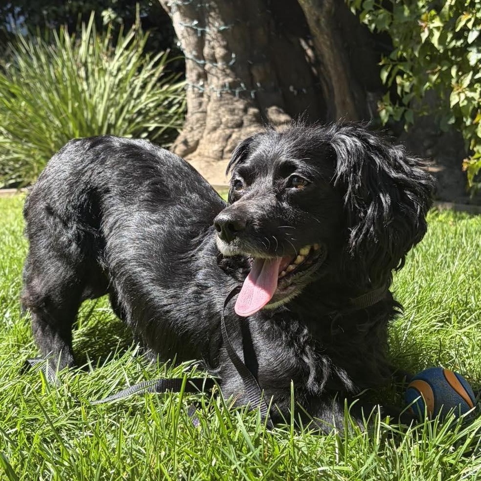Charlie, a ADOPTABLE Cocker Spaniel in San Diego, CA image 3/3