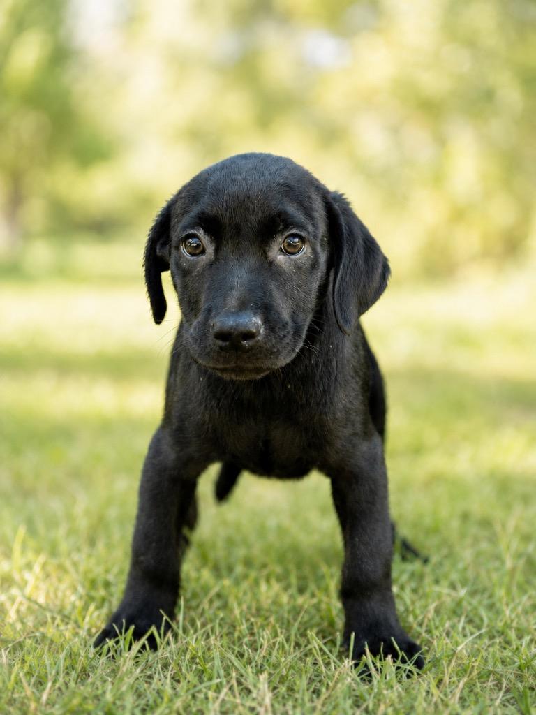 Enlarge Zoro, a Adoptable mixed breed in North Syracuse, NY image 1/1