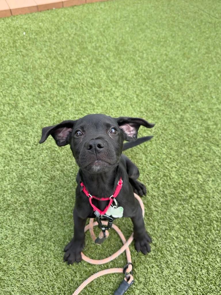 Enlarge Zoro, a Adoptable mixed breed in North Syracuse, NY image 2/3