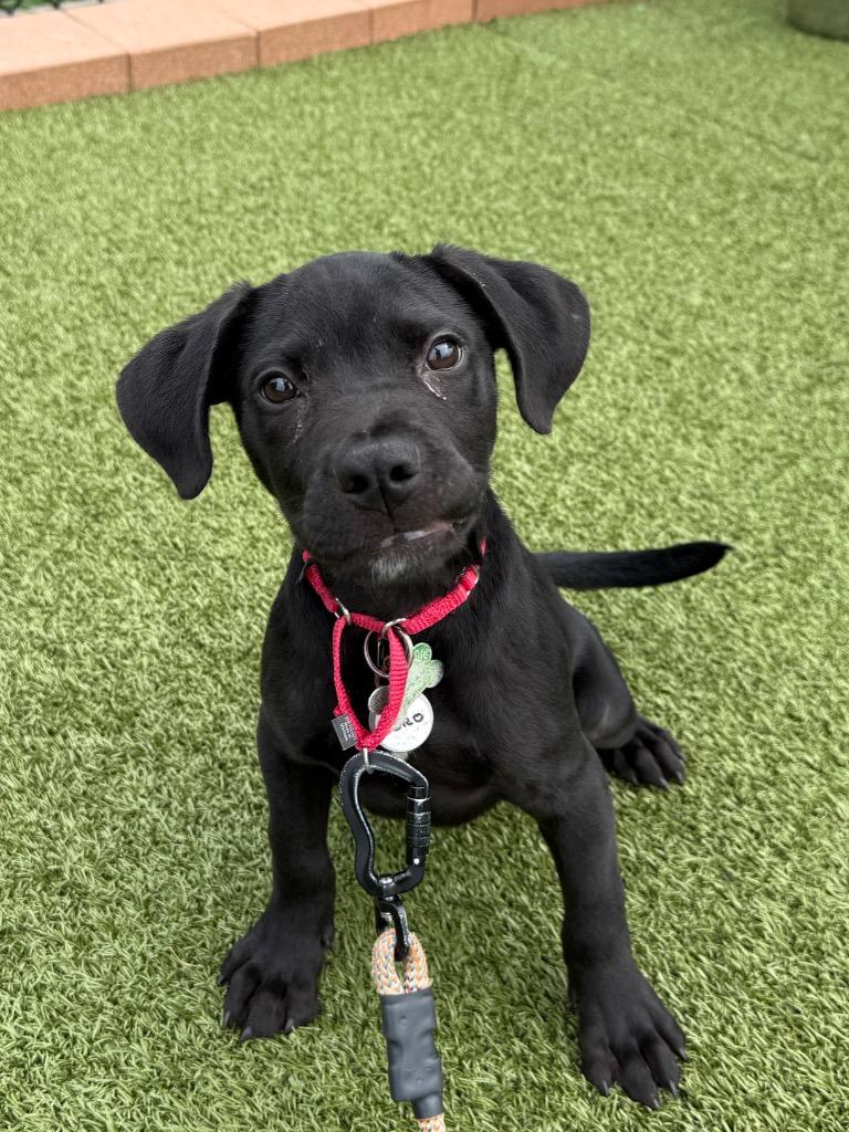 Enlarge Zoro, a Adoptable mixed breed in North Syracuse, NY image 3/3
