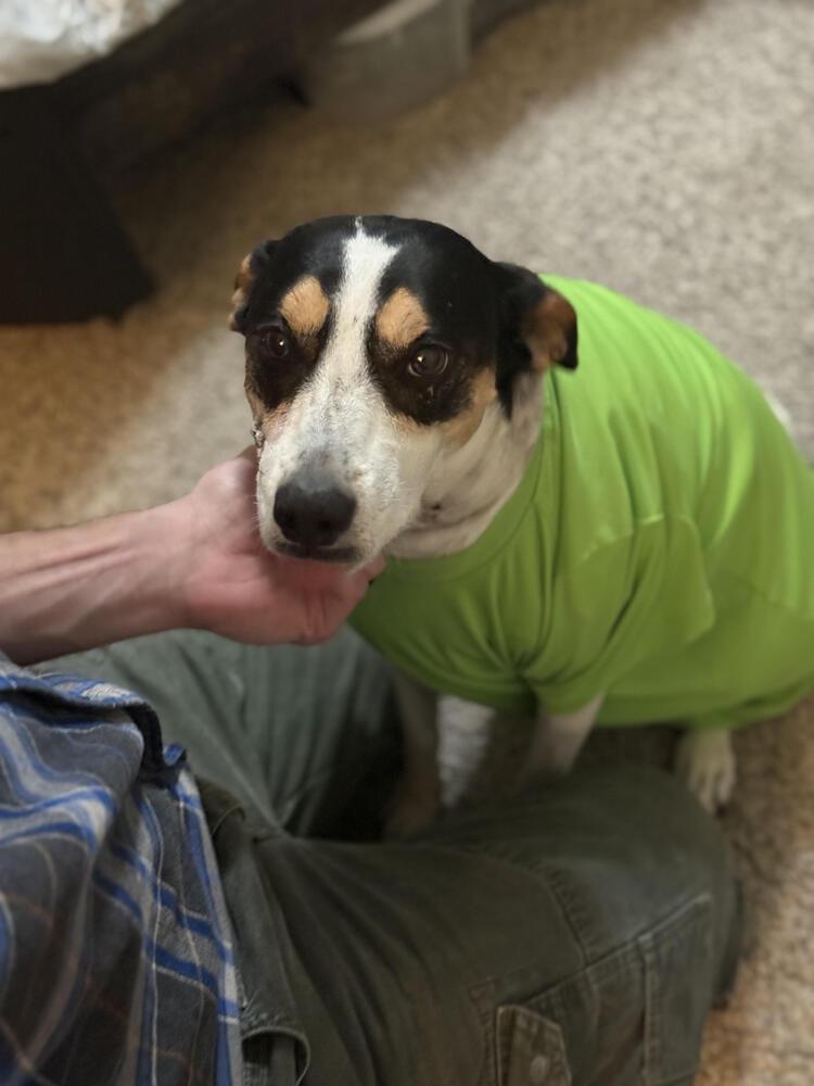 Enlarge Harley, a Adoptable Mixed Breed in Chattanooga, TN image 1/5