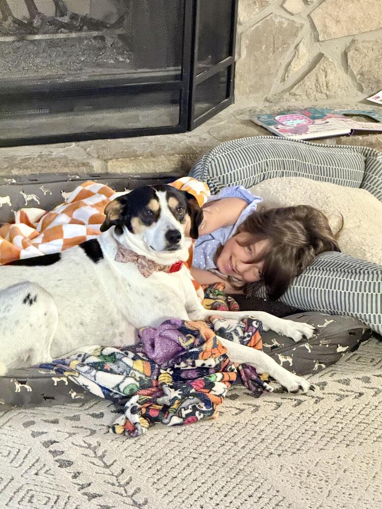 Enlarge Harley, a Adoptable Mixed Breed in Chattanooga, TN image 3/5