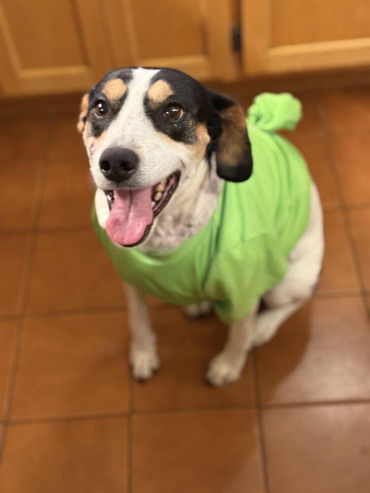 Enlarge Harley, a Adoptable Mixed Breed in Chattanooga, TN image 4/5