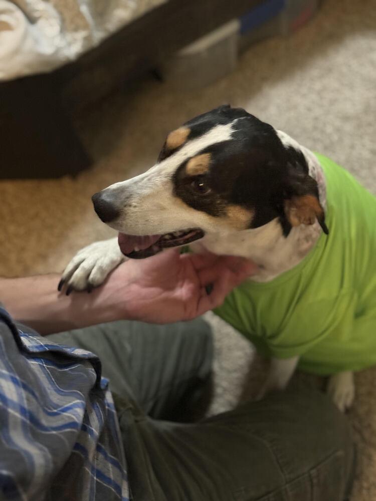 Enlarge Harley, a Adoptable Mixed Breed in Chattanooga, TN image 5/5