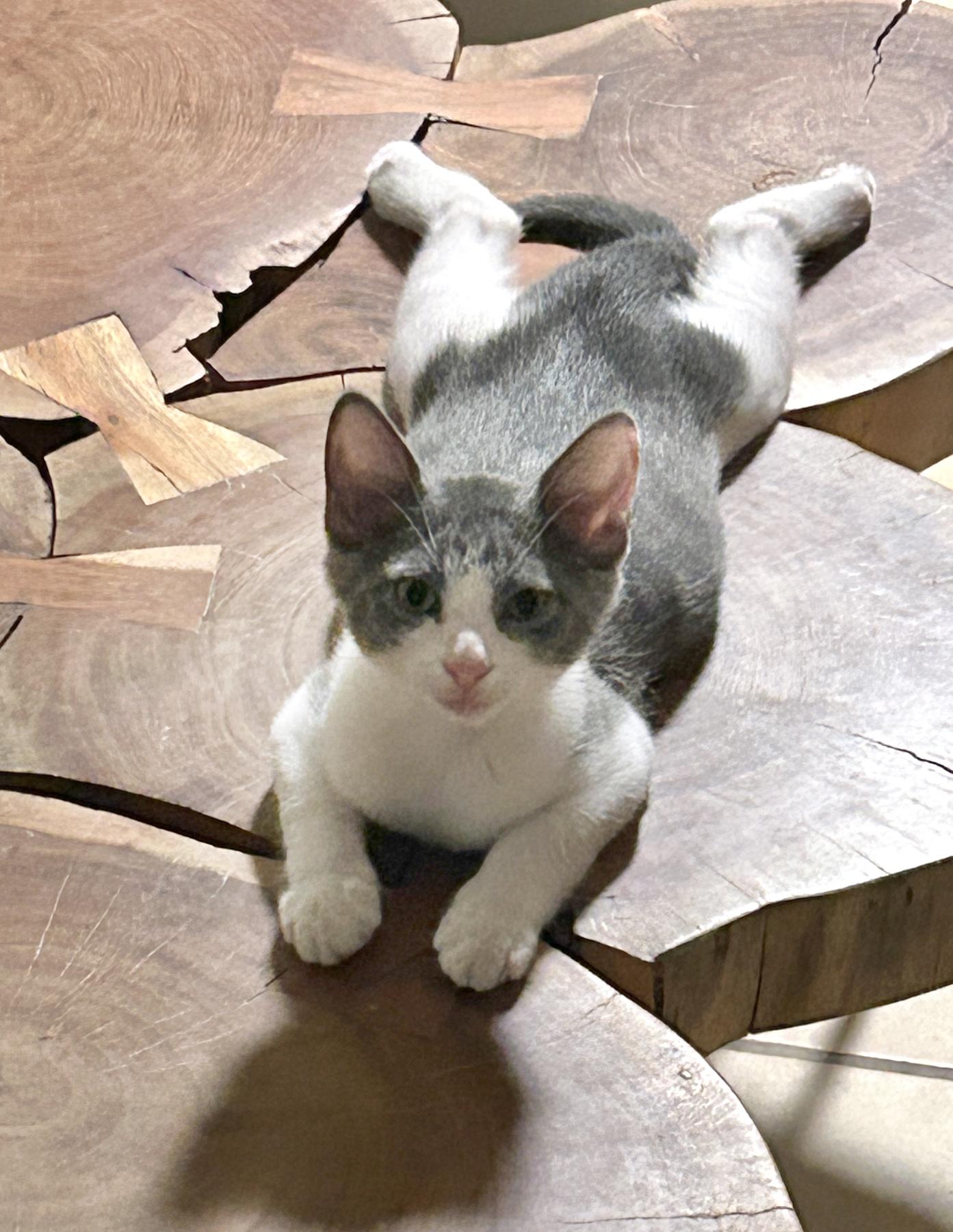 Albie, an adoptable American Shorthair in Marble Falls, TX, 78654 | Photo Image 1