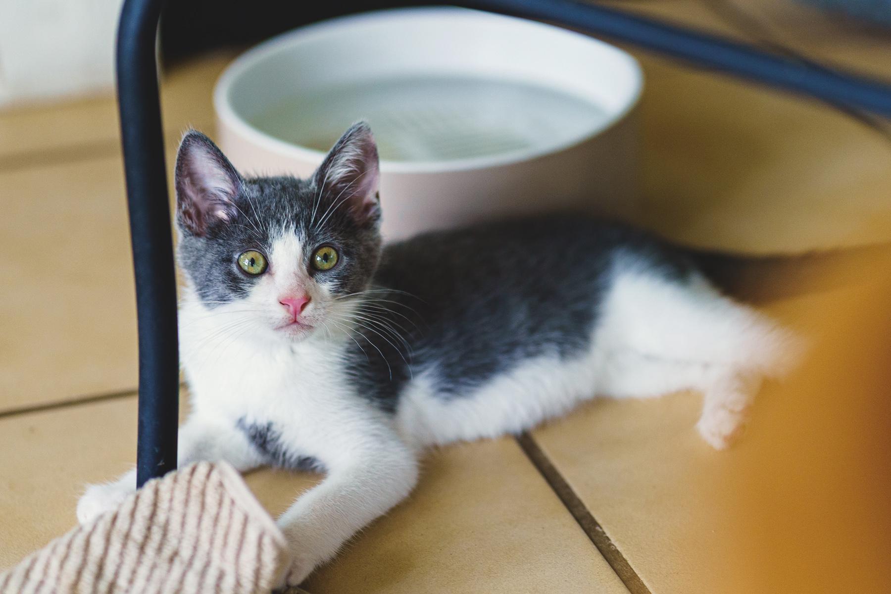 Albie, an adoptable American Shorthair in Marble Falls, TX, 78654 | Photo Image 2