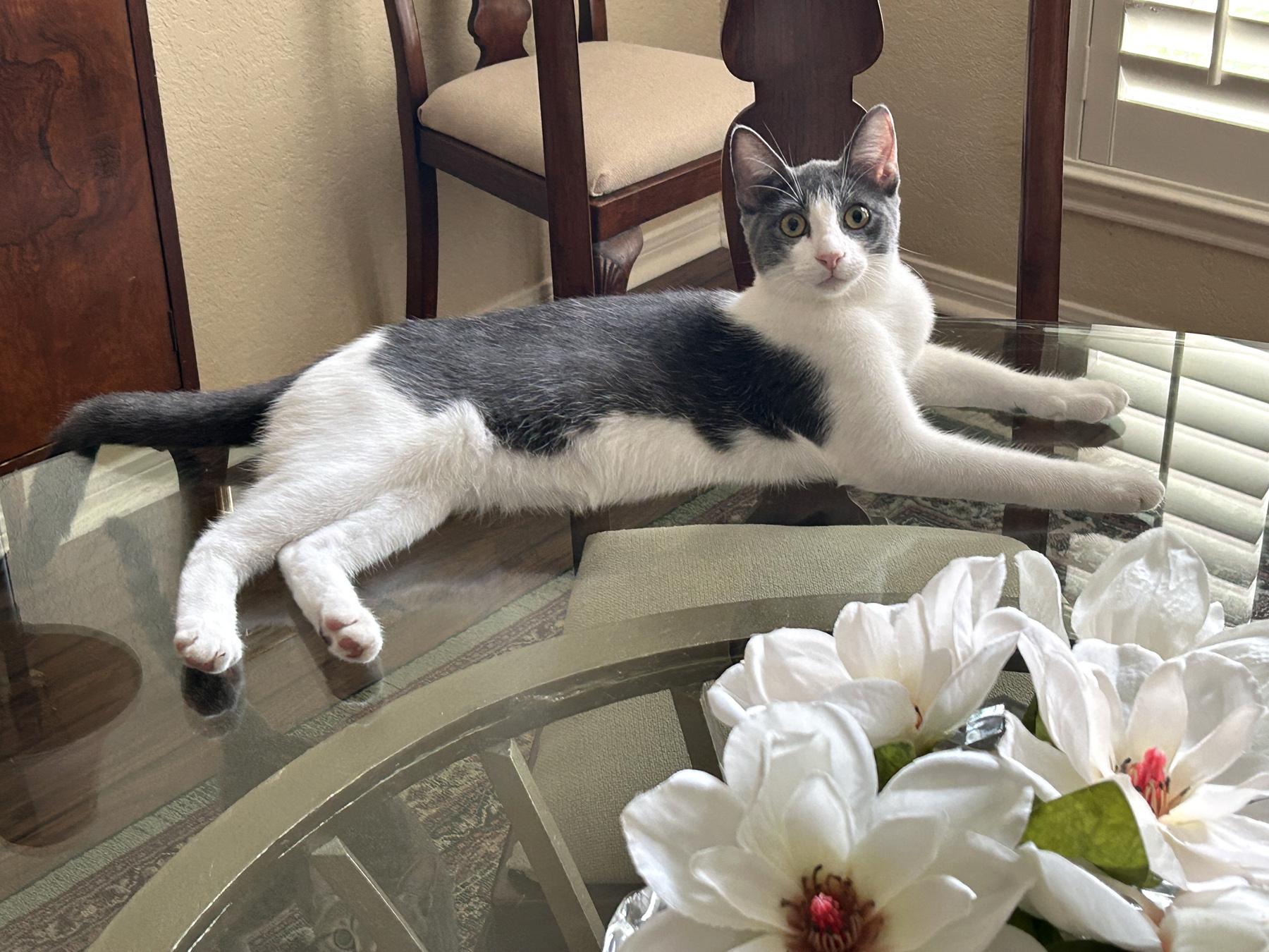 Albie, an adoptable American Shorthair in Marble Falls, TX, 78654 | Photo Image 3