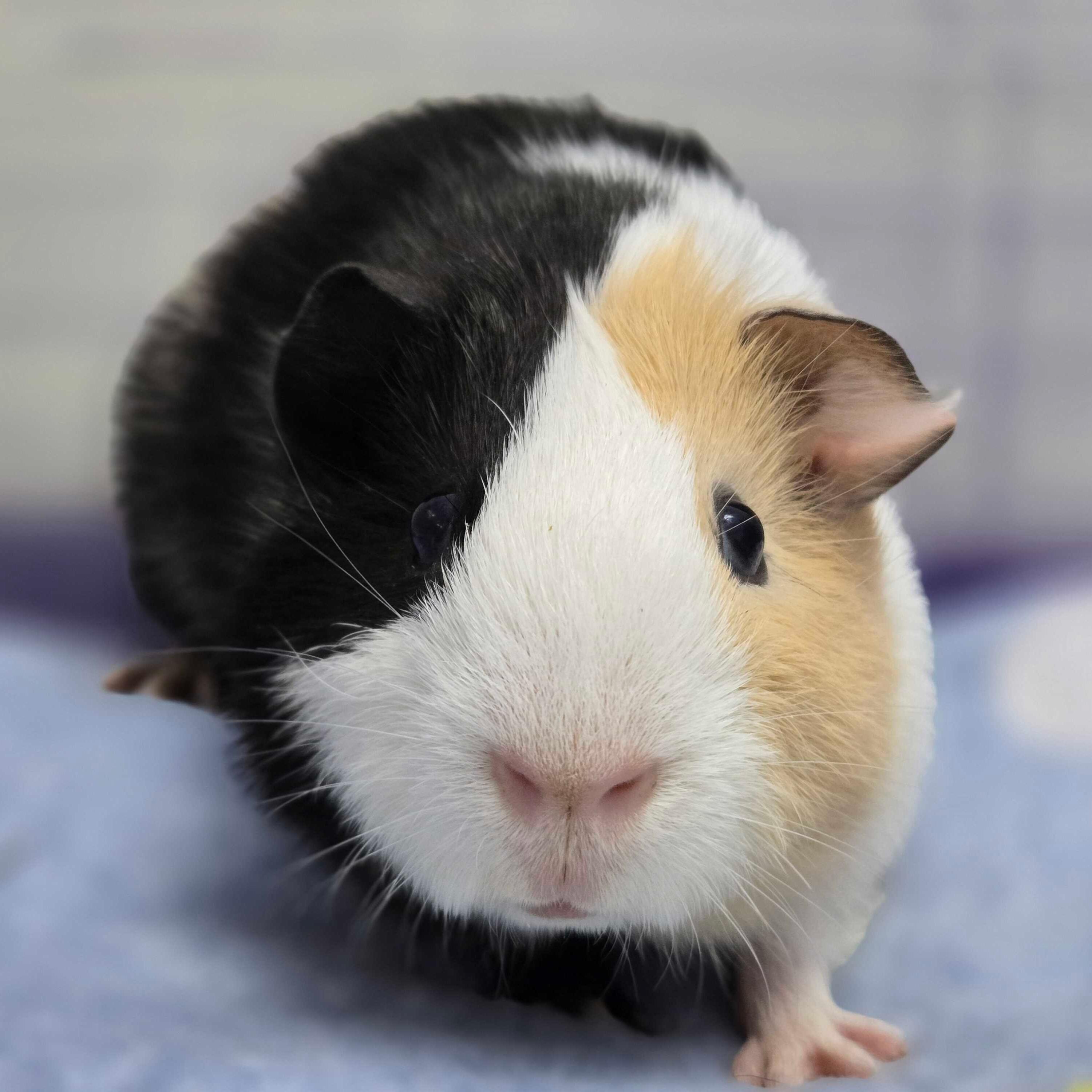 Sir Squiggles, Adoptable, Baby Male Guinea Pig.