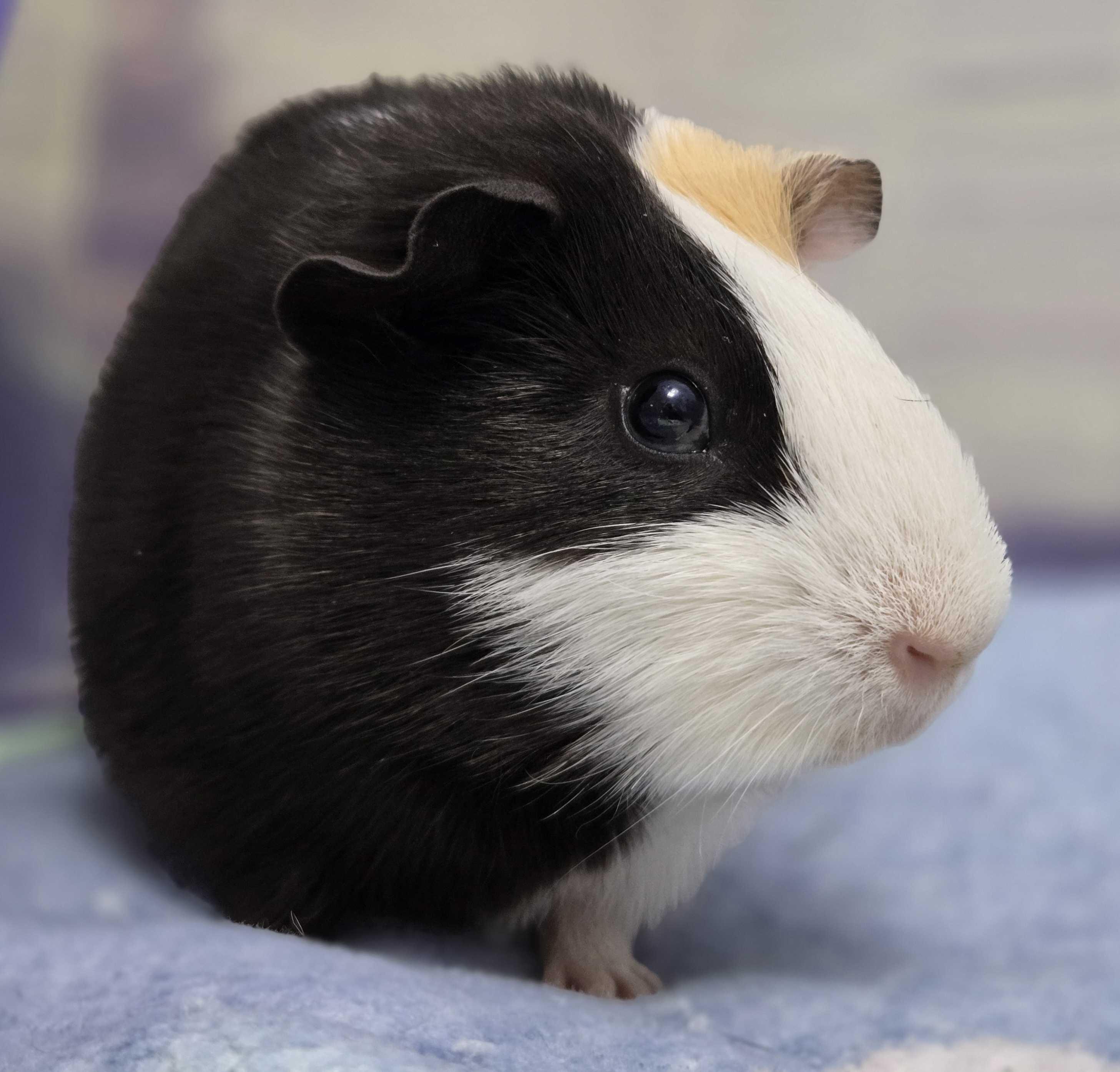 Enlarge Sir Squiggles, a Adoptable mixed breed in Jefferson, WI image 3/3