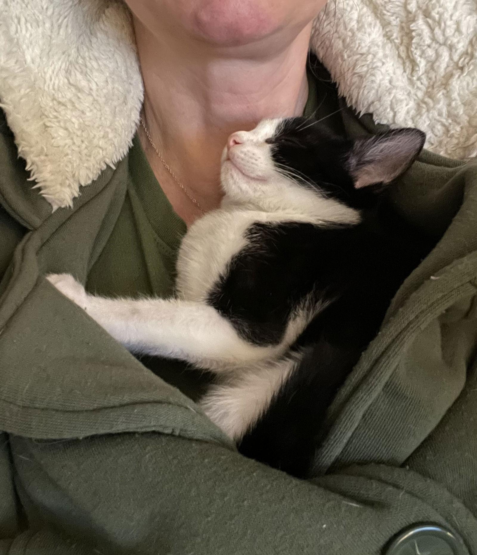 Boston Cream, Adoptable, Young Male Domestic Short Hair.