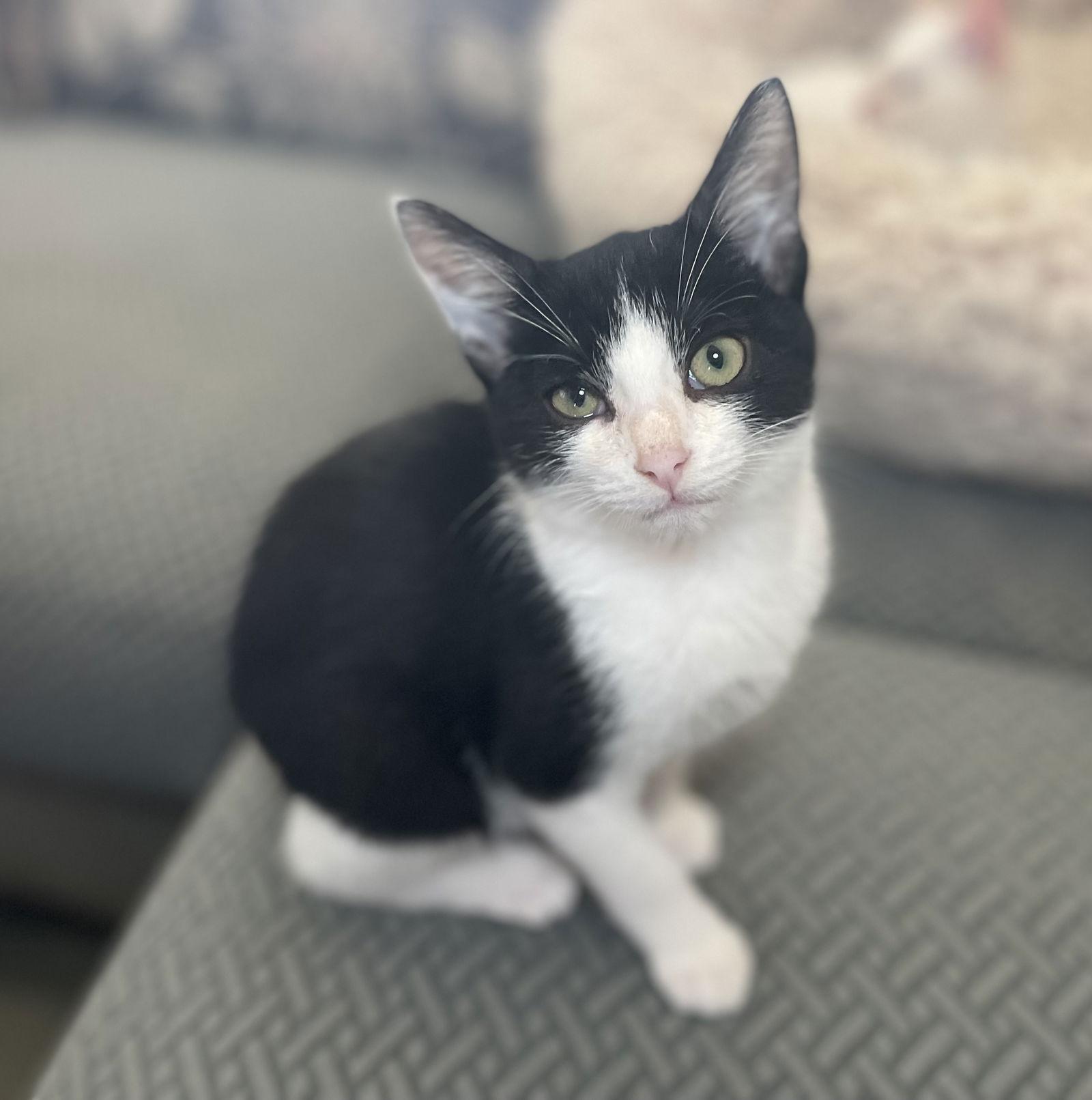 Enlarge Boston Cream, a Adoptable Domestic Short Hair in Oxford, MS image 2/3