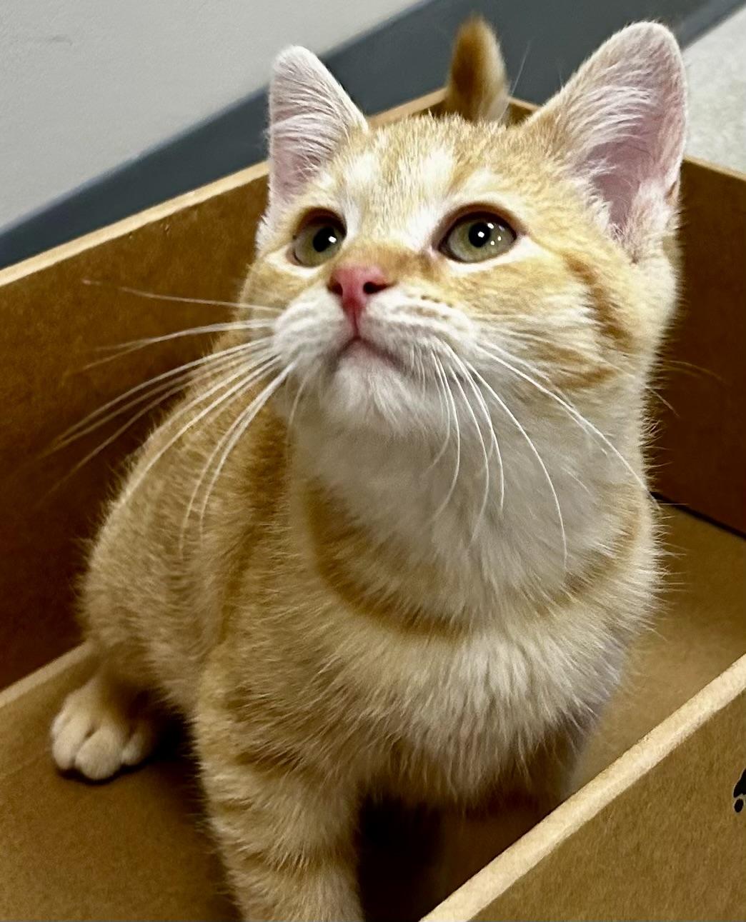 Enlarge Stitch, a Adoptable Tabby in Sandusky, MI image 2/4