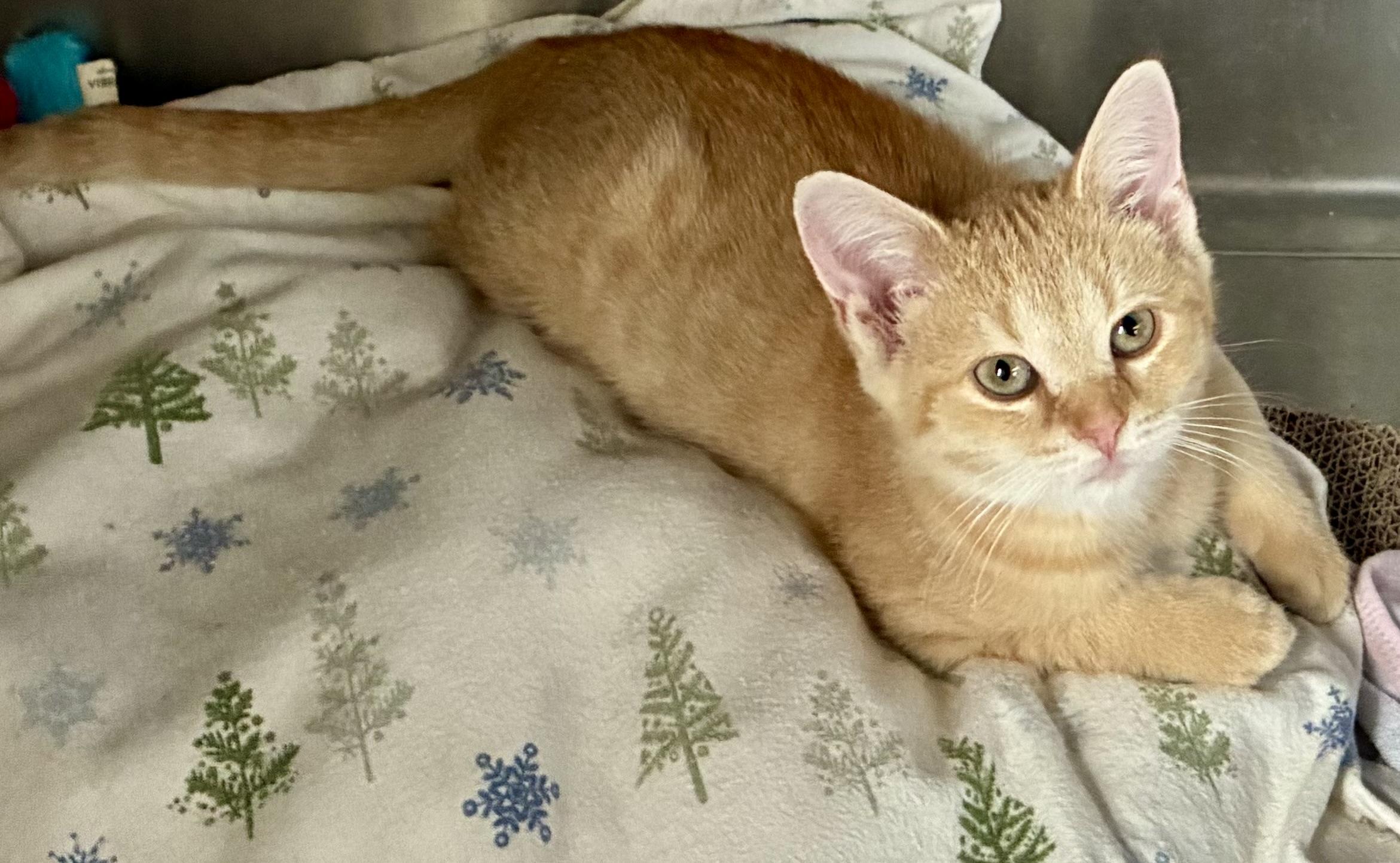 Stitch, Adoptable, Young Male Tabby.
