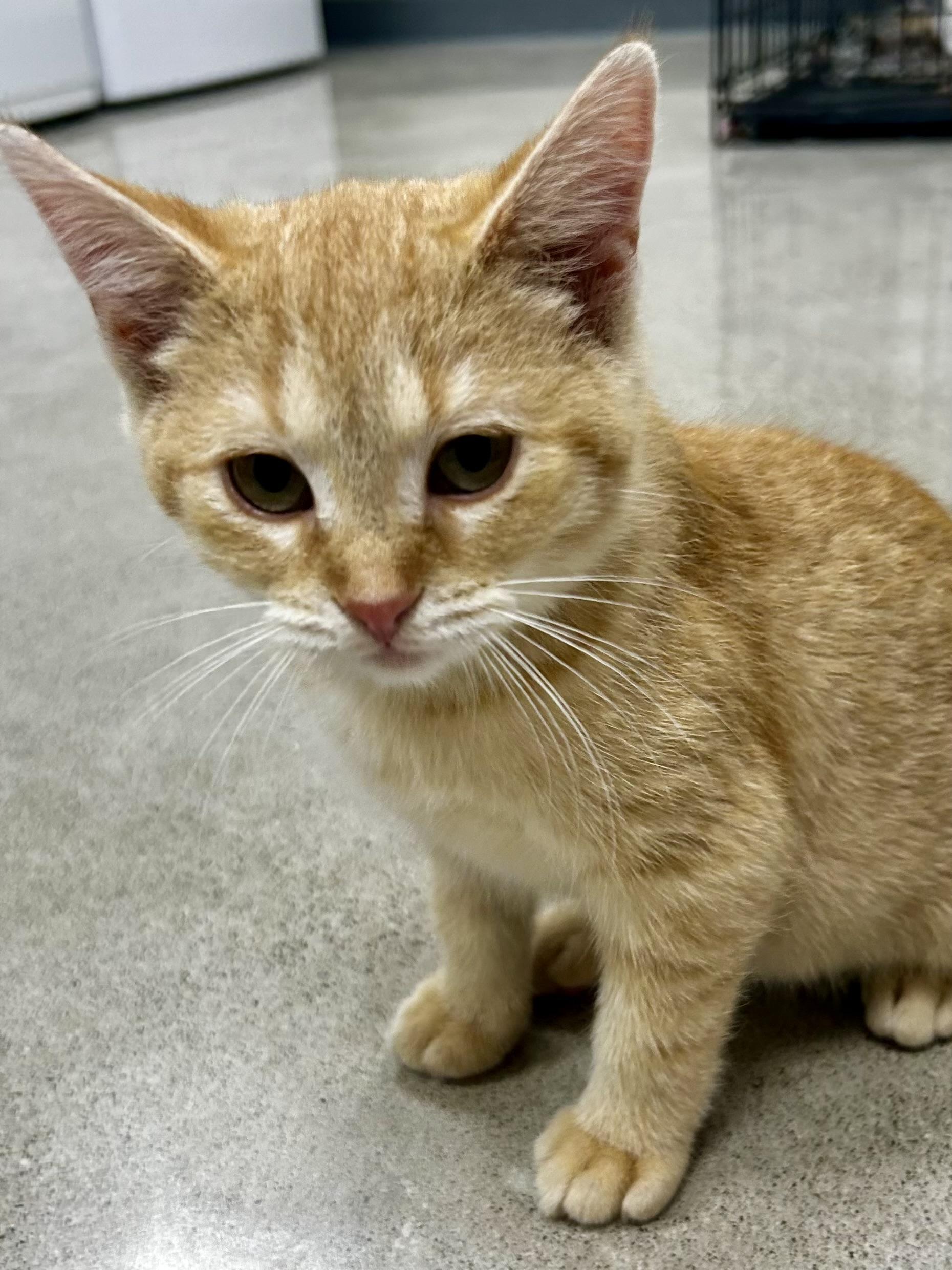 Enlarge Stitch, a Adoptable Tabby in Sandusky, MI image 3/4