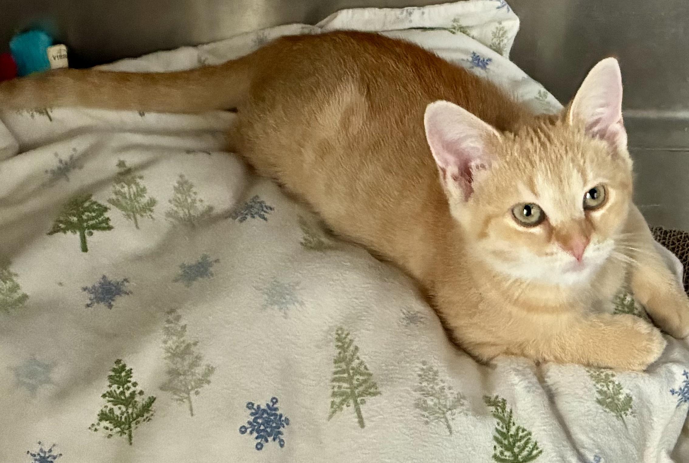 Enlarge Stitch, a Adoptable Tabby in Sandusky, MI image 4/4