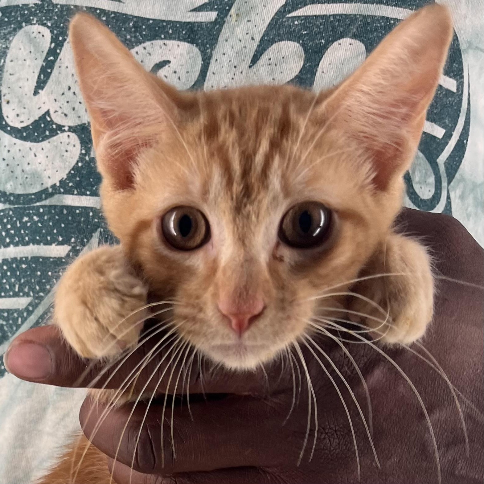 Mac - Local July 25-27, Baby Male Domestic Short Hair