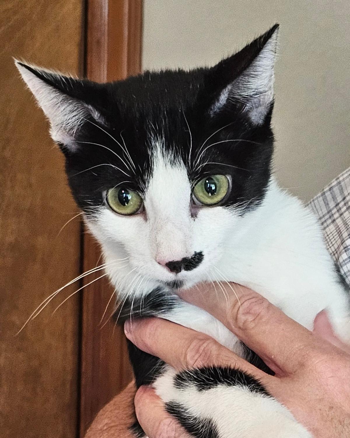 Enlarge Kaysee, a Adoptable mixed breed in Frisco, TX image 1/3