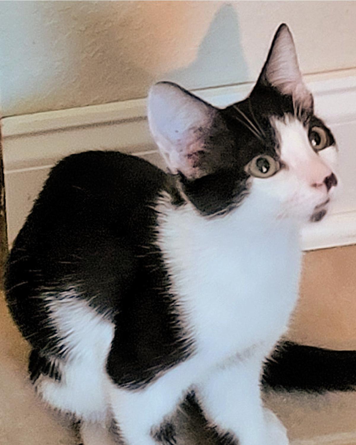 Enlarge Kaysee, a Adoptable mixed breed in Frisco, TX image 2/3