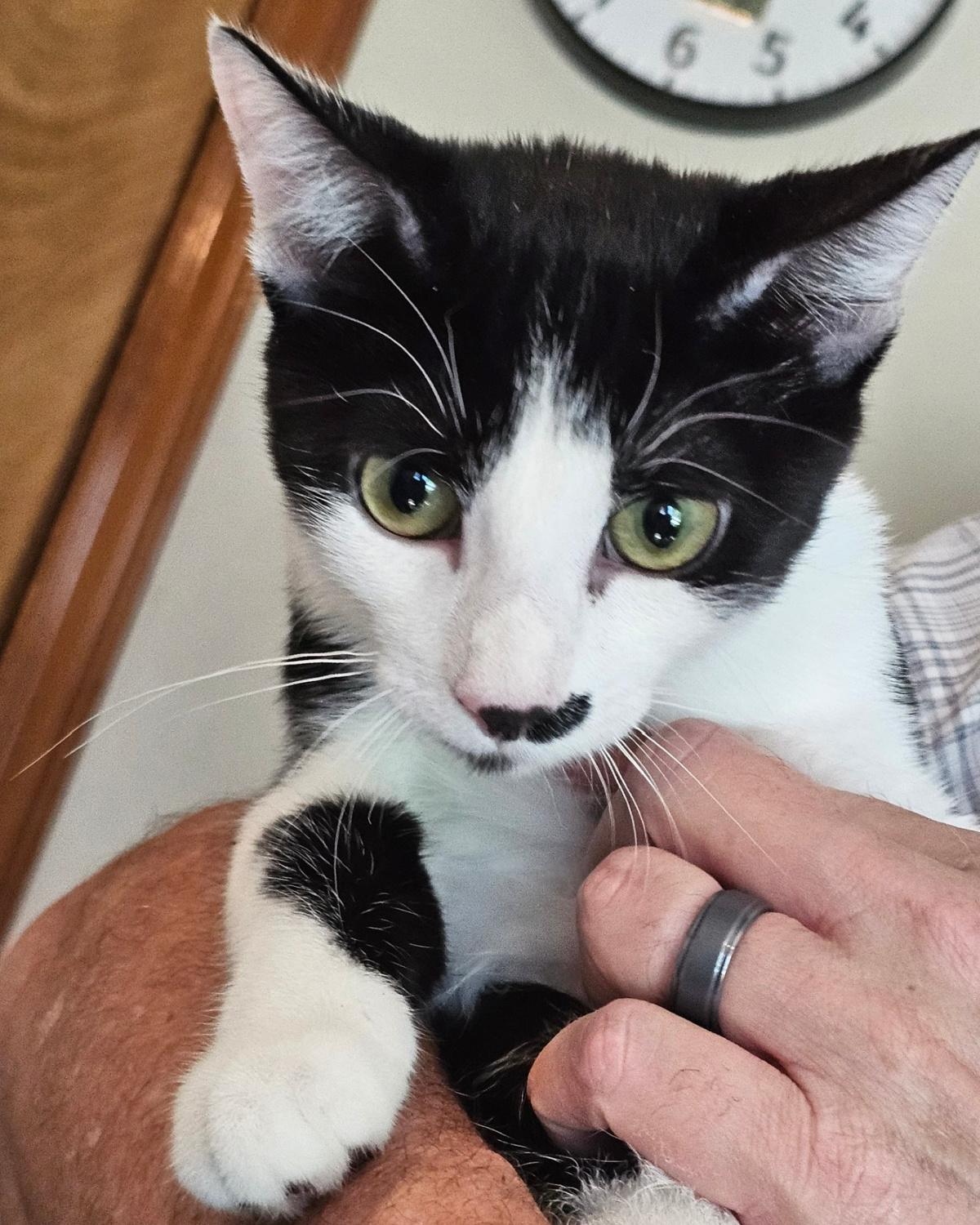 Enlarge Kaysee, a Adoptable mixed breed in Frisco, TX image 3/3