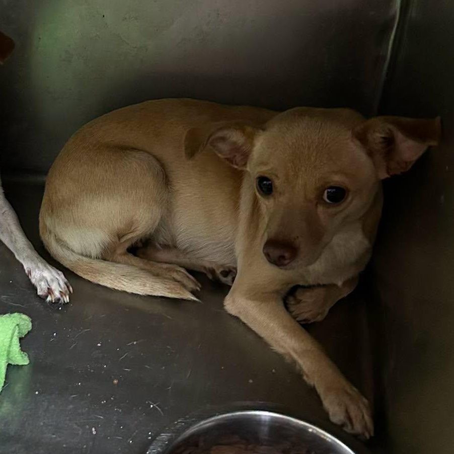 Pillow, adoptable, Young Female Chihuahua.