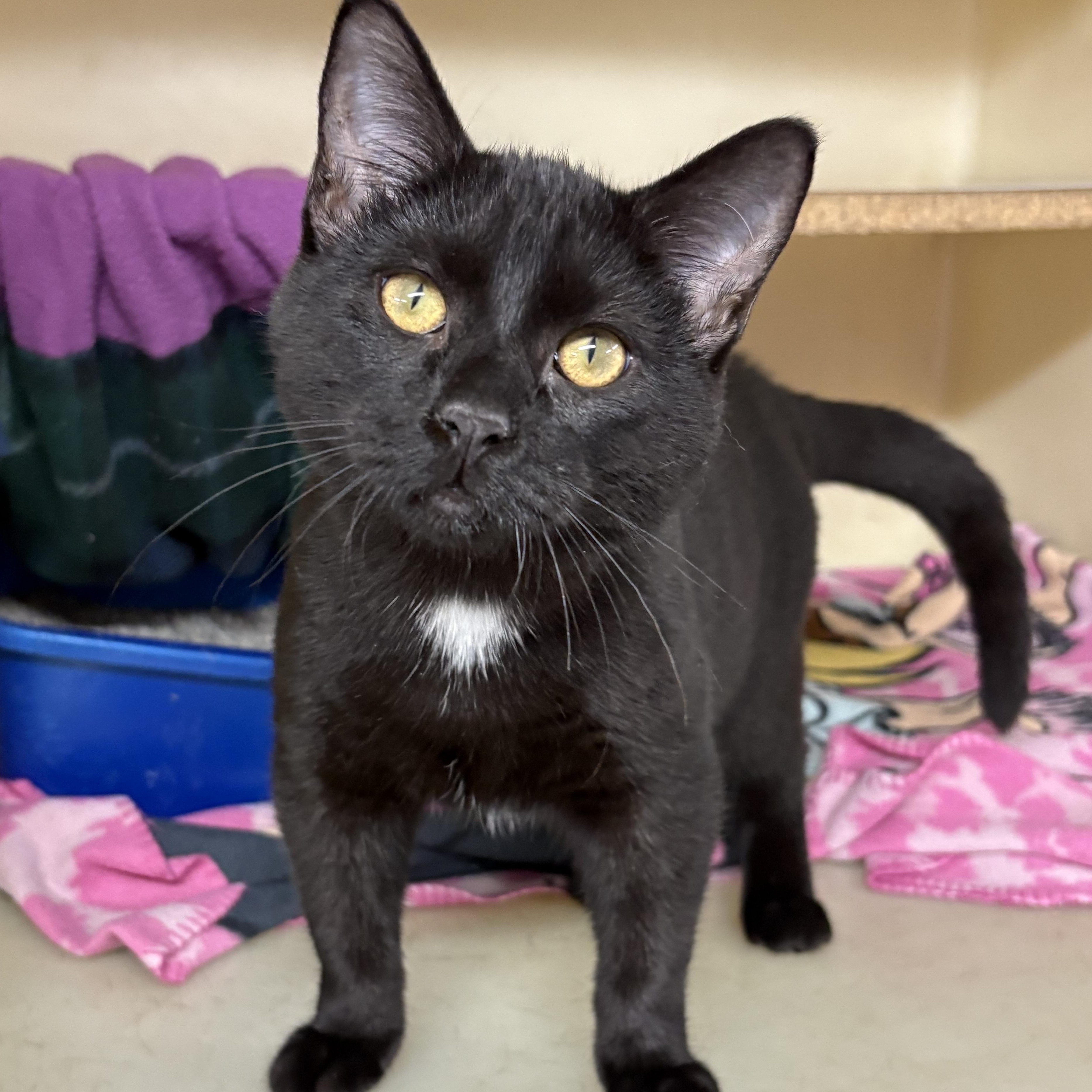 Jalapeño, a Adoptable mixed breed in Charles City, IA image 1/3