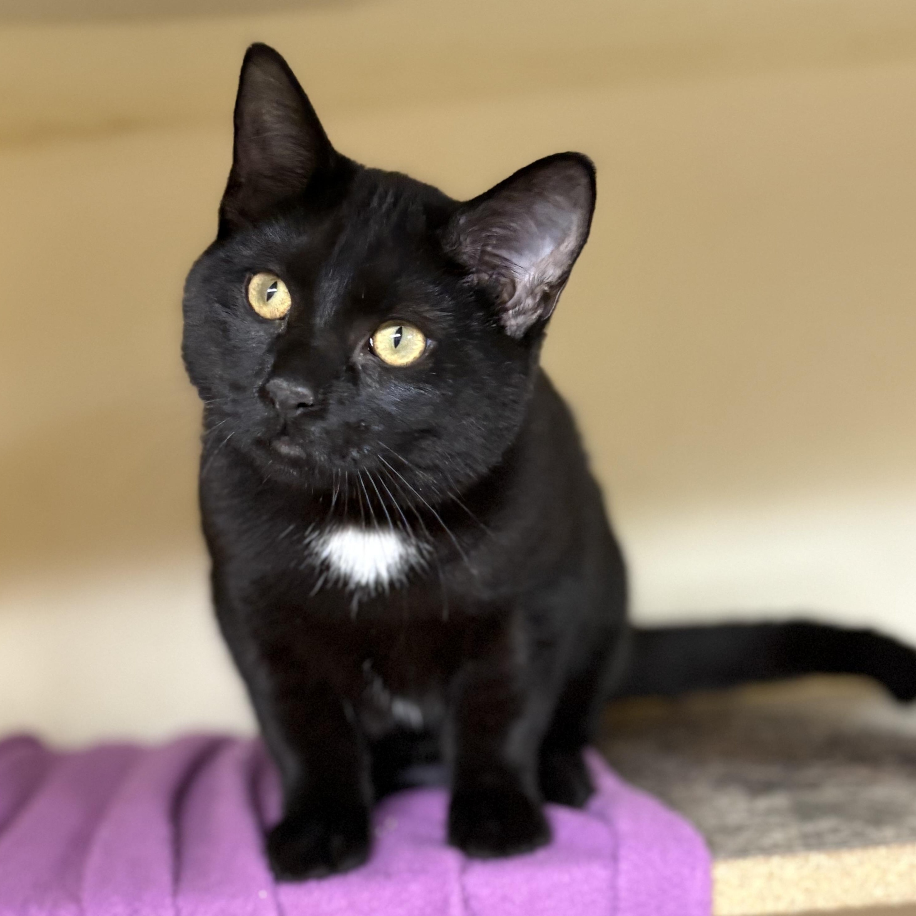 Jalapeño, a Adoptable mixed breed in Charles City, IA image 2/3