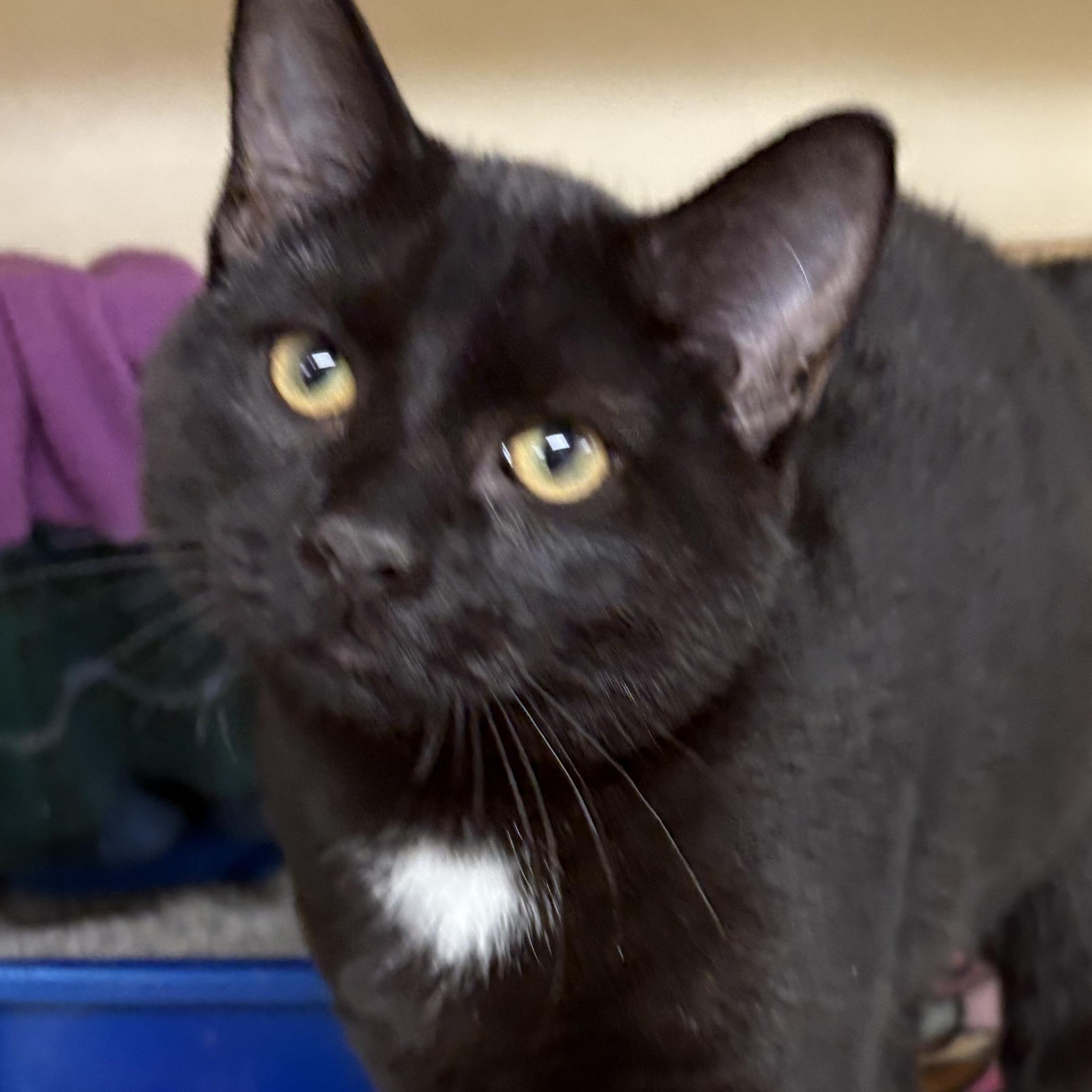 Jalapeño, a Adoptable mixed breed in Charles City, IA image 3/3