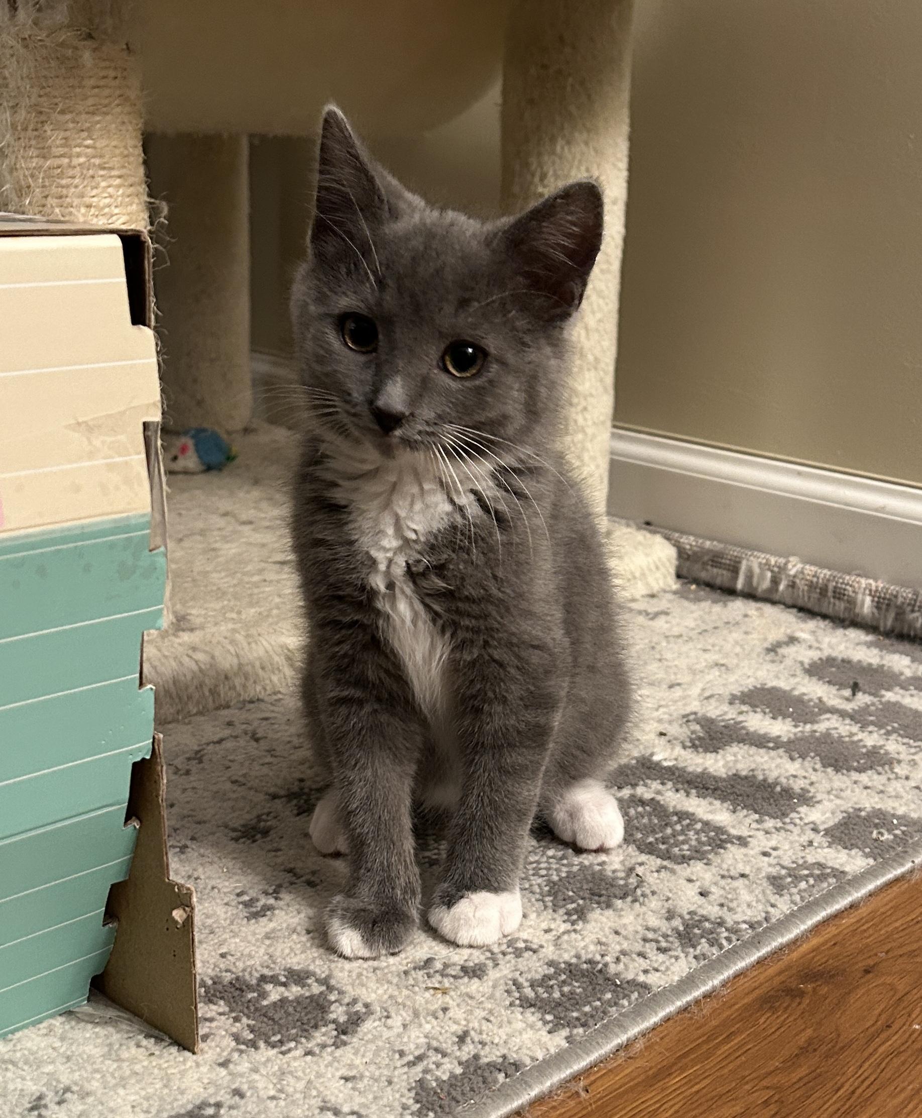 Finch, Adopted, Young Male Domestic Short Hair.