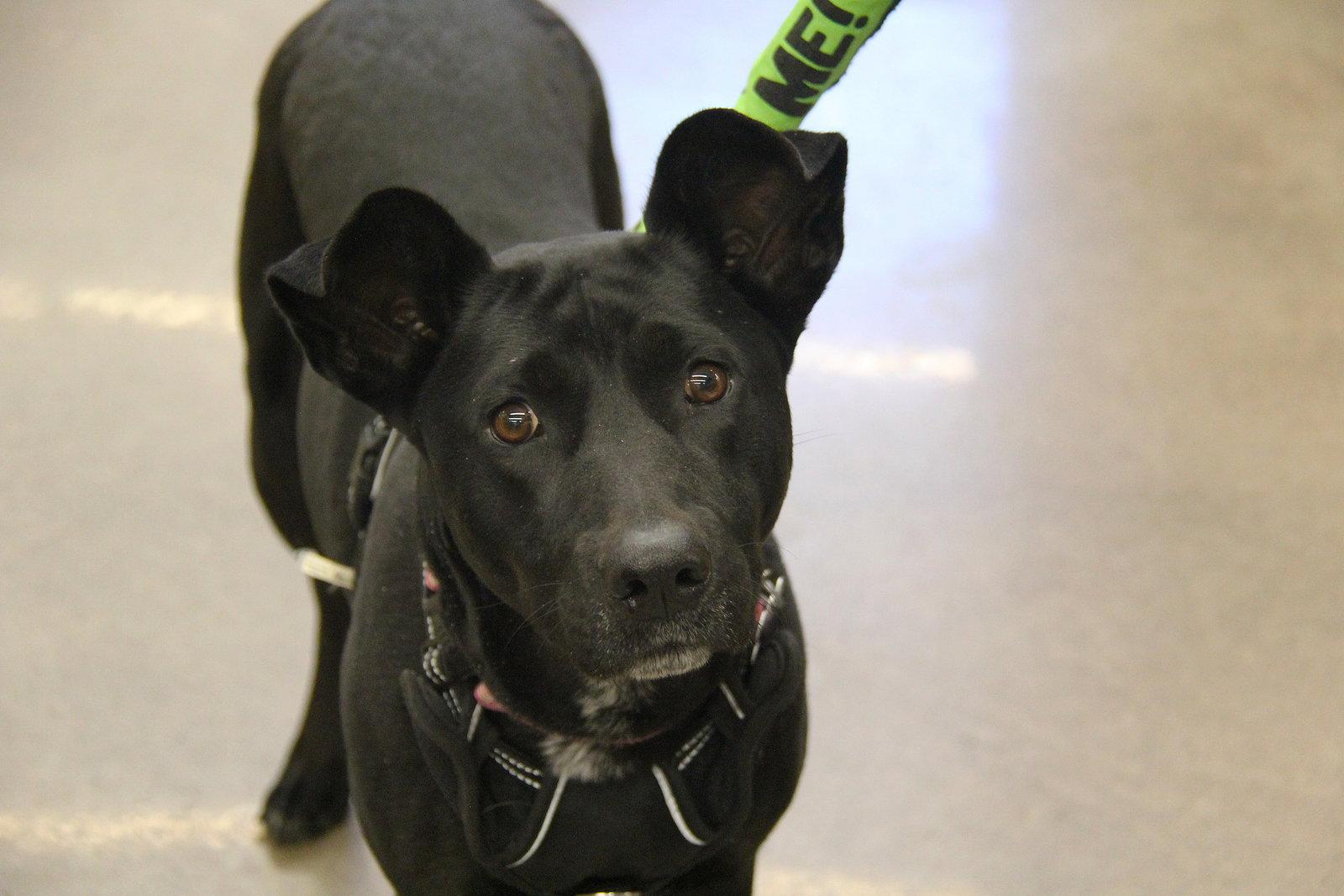 Lucy, Adoptable, Adult Female Labrador Retriever & Shepherd.