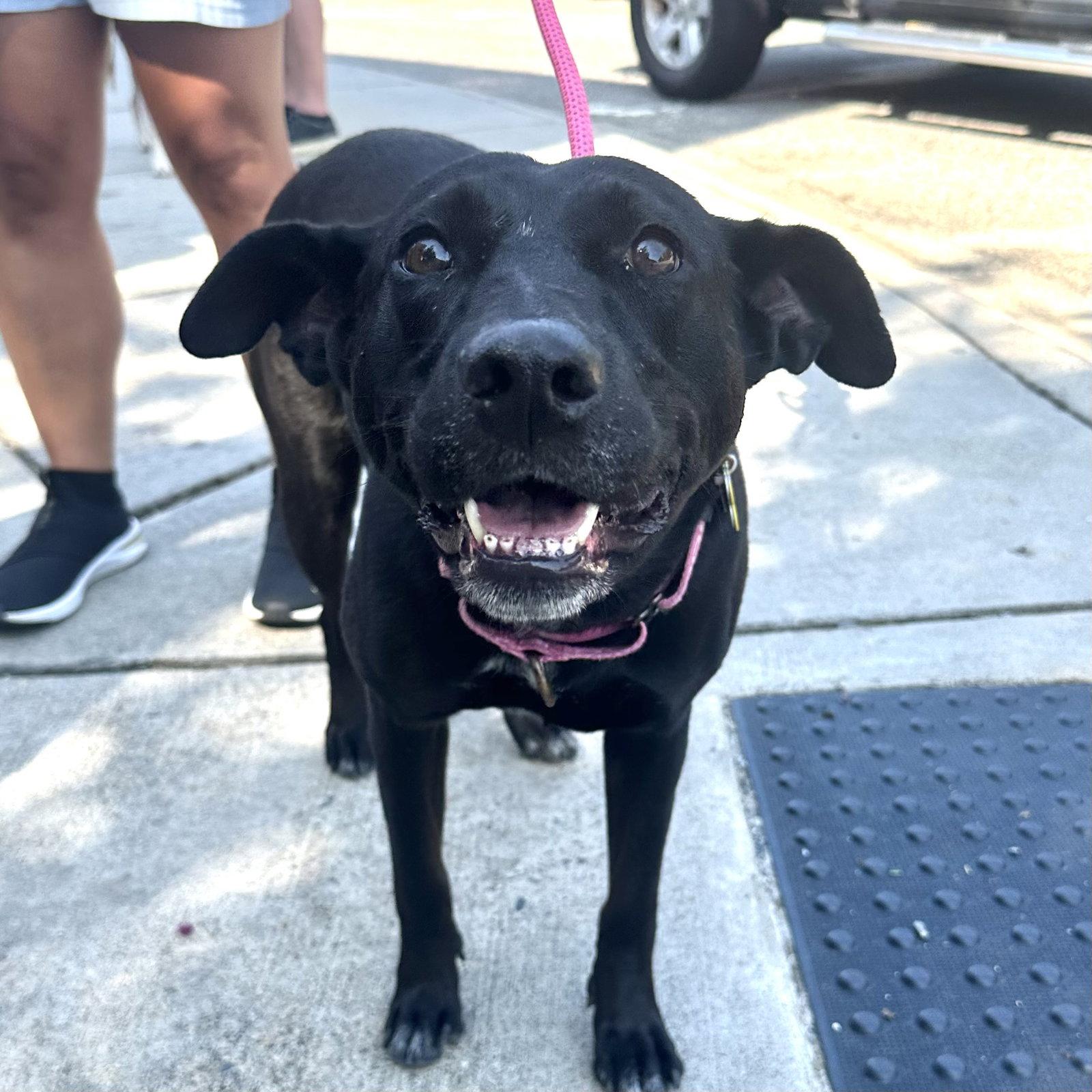 Lucy, Adoptable, Adult Female Labrador Retriever & Shepherd.