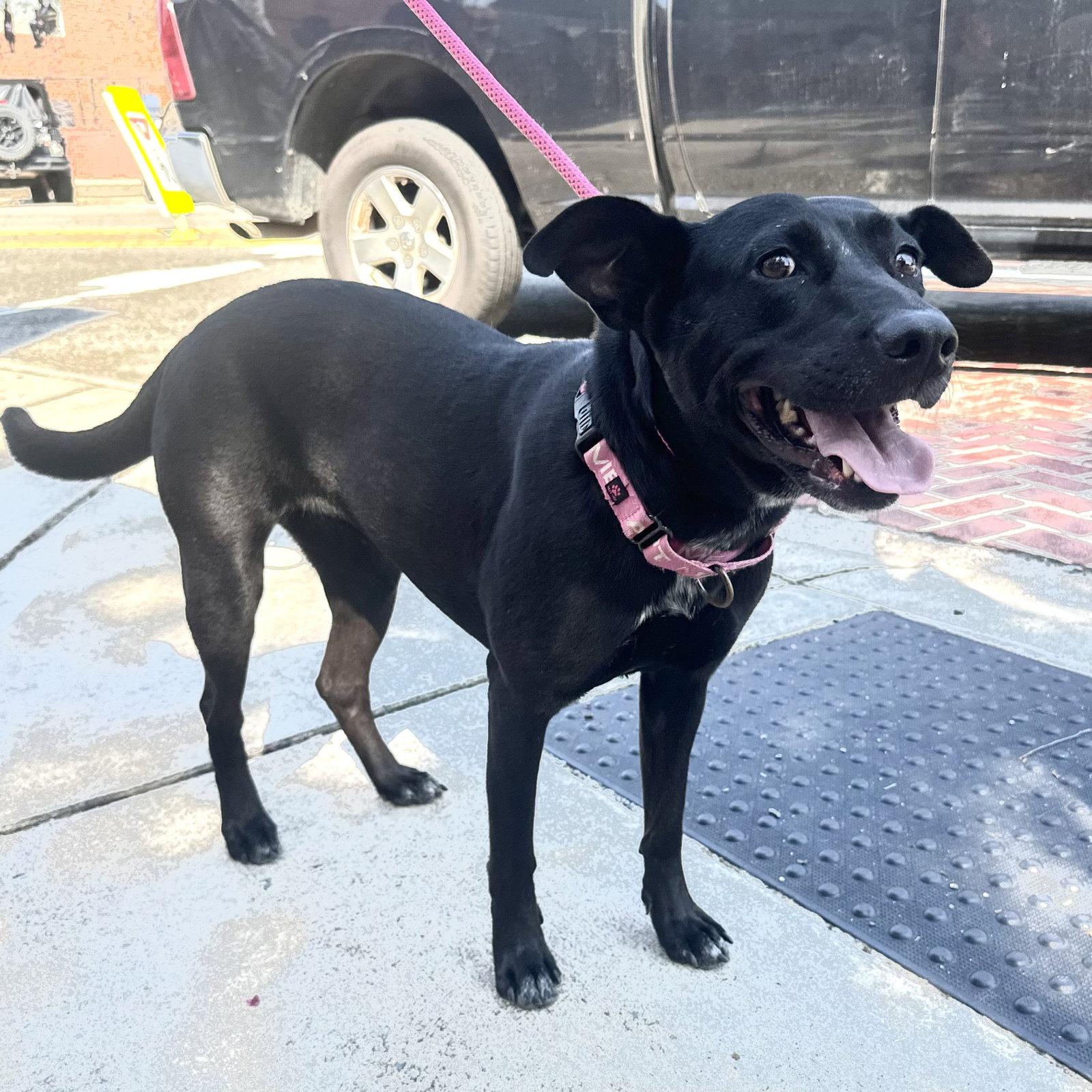 Lucy, a Adoptable mixed breed in Charlotte, NC image 2/3