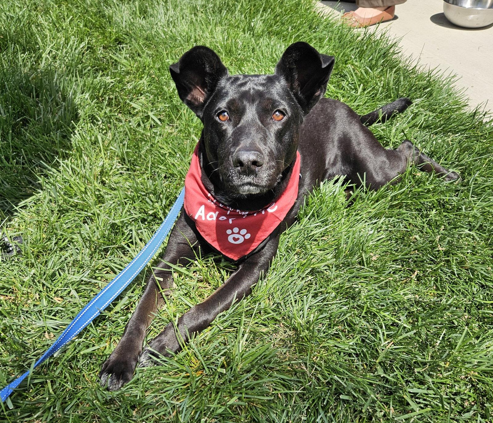 Enlarge Lucy, a Adoptable mixed breed in Charlotte, NC image 2/3