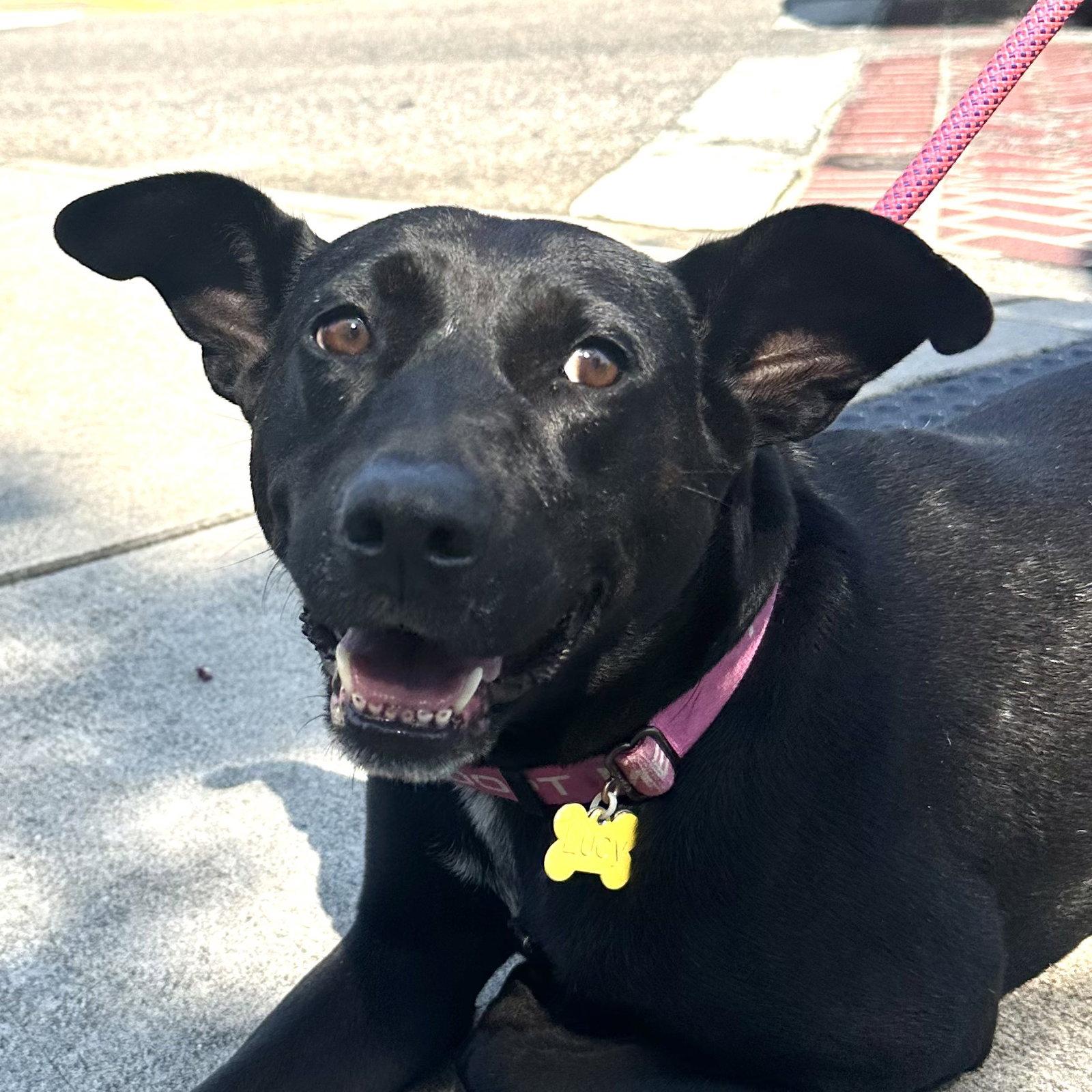 Lucy, a Adoptable mixed breed in Charlotte, NC image 3/3