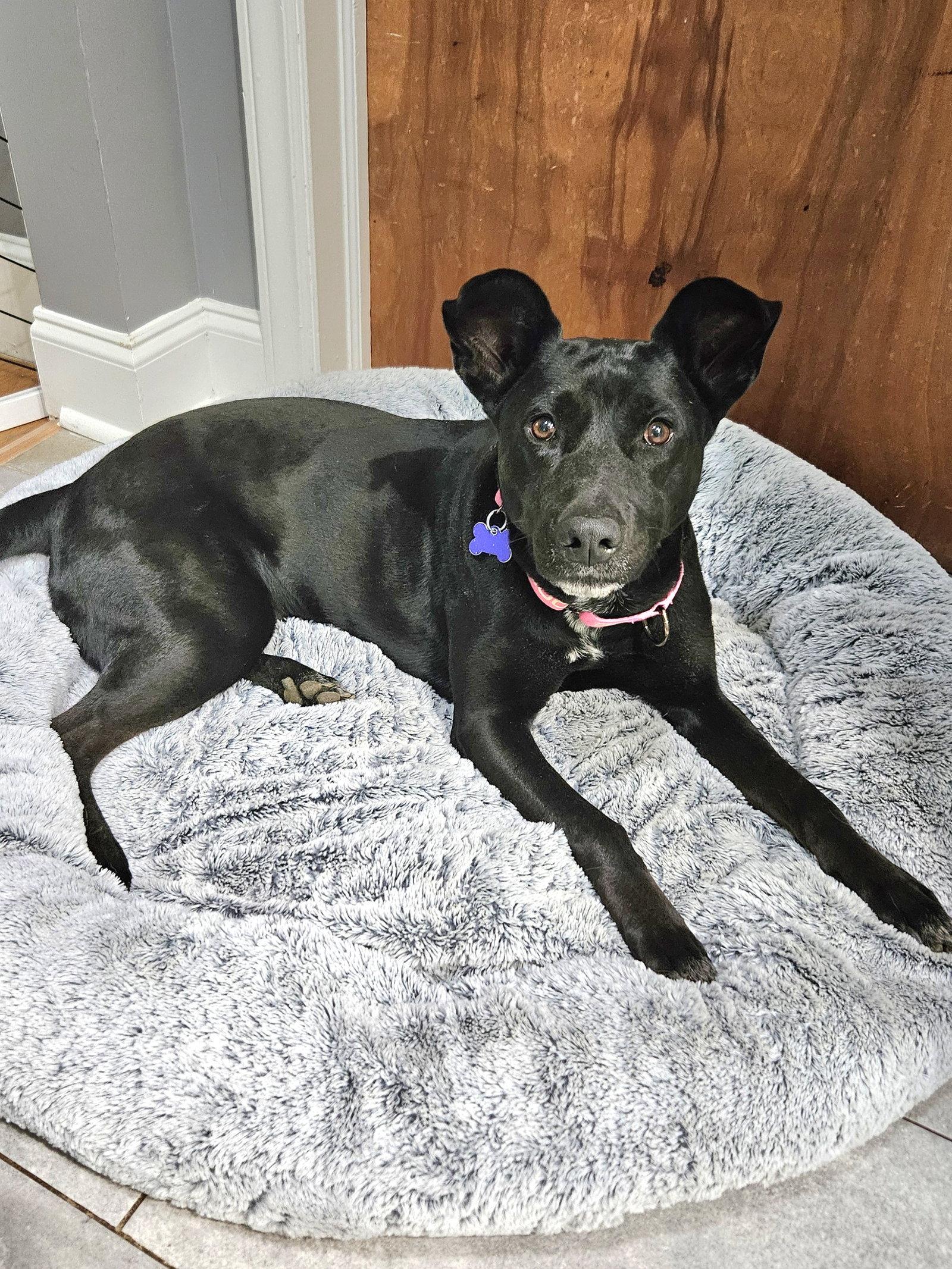 Enlarge Lucy, a Adoptable mixed breed in Charlotte, NC image 2/3