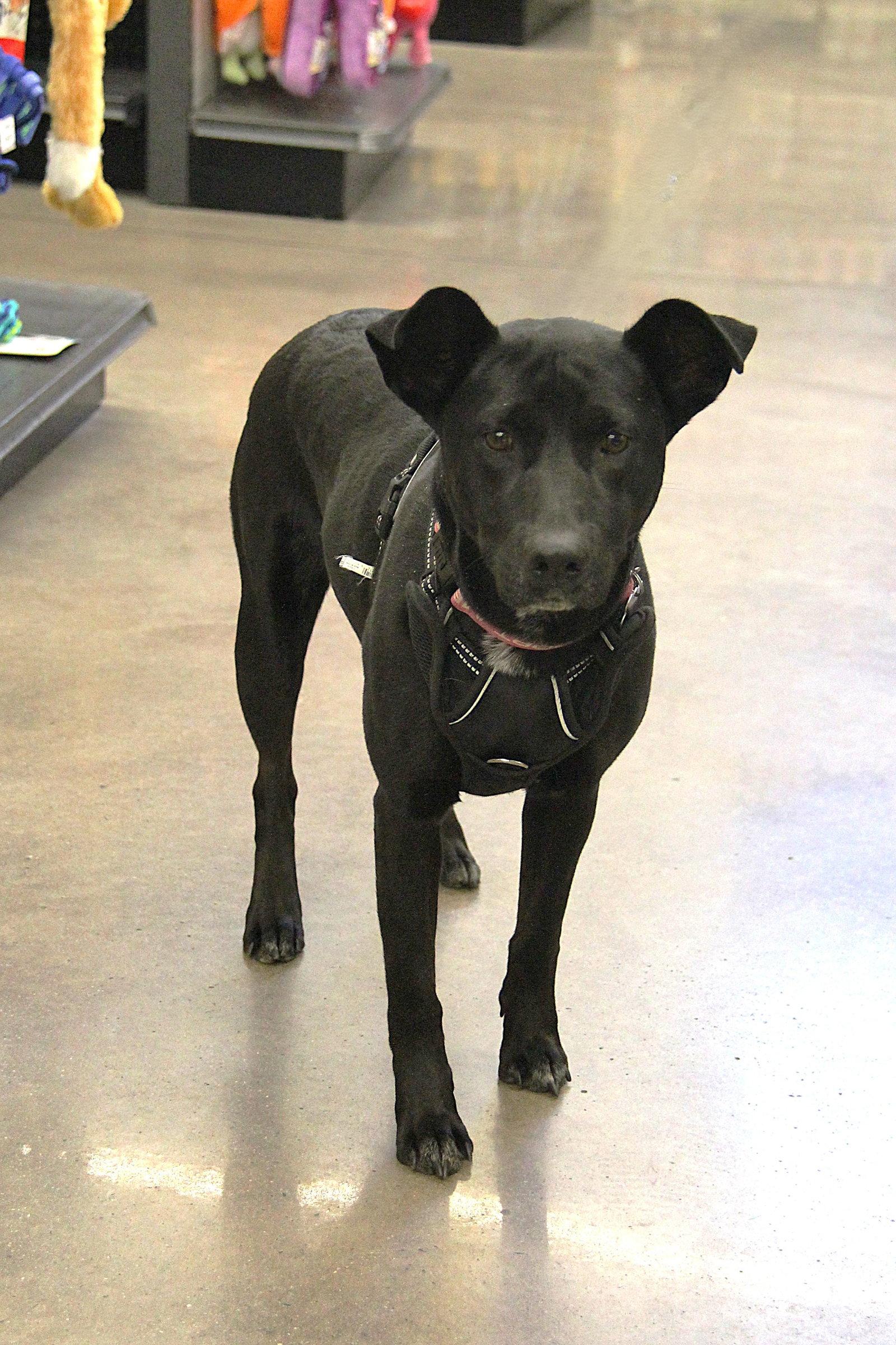 Enlarge Lucy, a Adoptable mixed breed in Charlotte, NC image 3/3