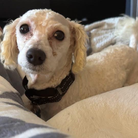 Enlarge Obsidian, a Adoptable Bichon Frise in St. Charles, IL image 2/6
