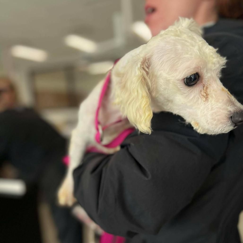 Enlarge Obsidian, a Adoptable Bichon Frise in St. Charles, IL image 3/6