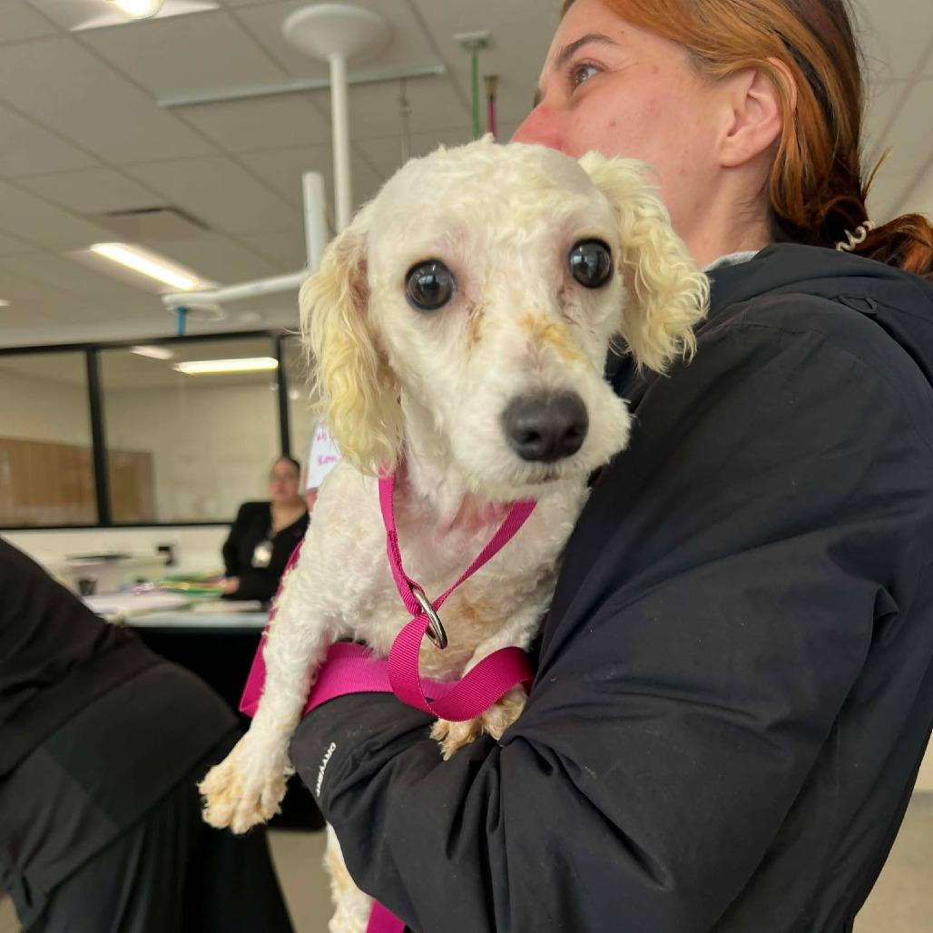 Enlarge Obsidian, a Adoptable Bichon Frise in St. Charles, IL image 6/6