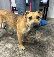 Chelsea, Adoptable, Young Female Shar-Pei.