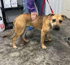 Enlarge Chelsea, a Adoptable mixed breed in Scottsburg, IN image 2/2
