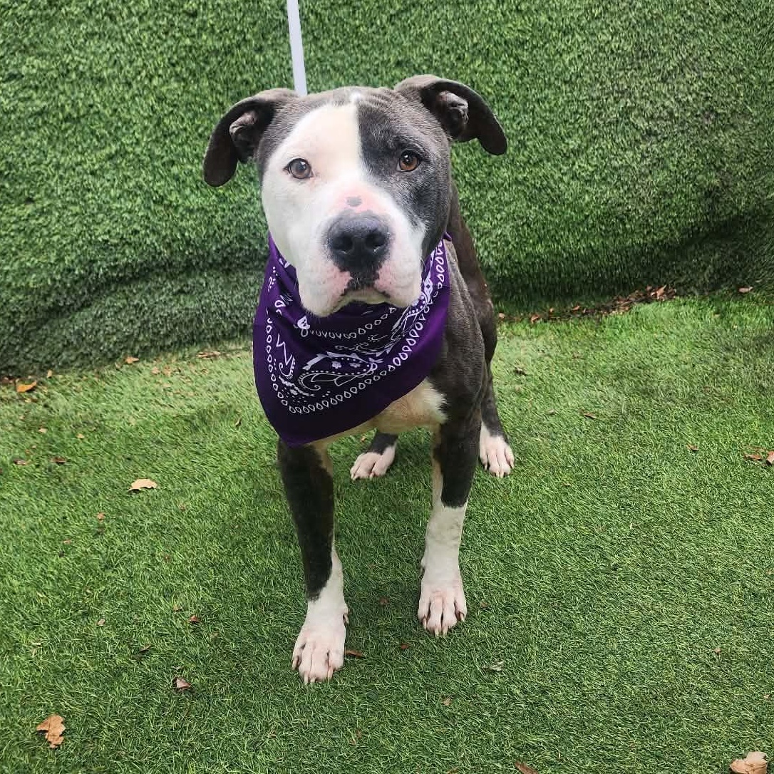 Valor — thumbnail 2