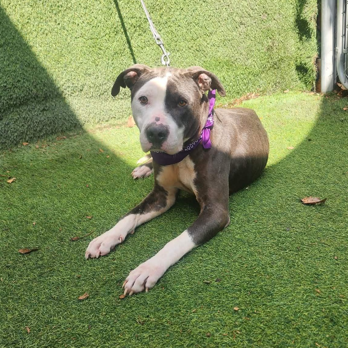 Valor — thumbnail 3