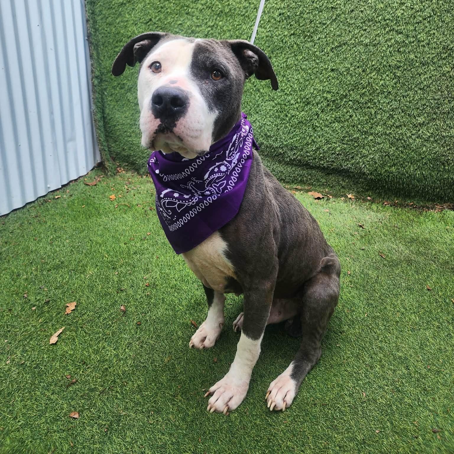 Valor — thumbnail 4