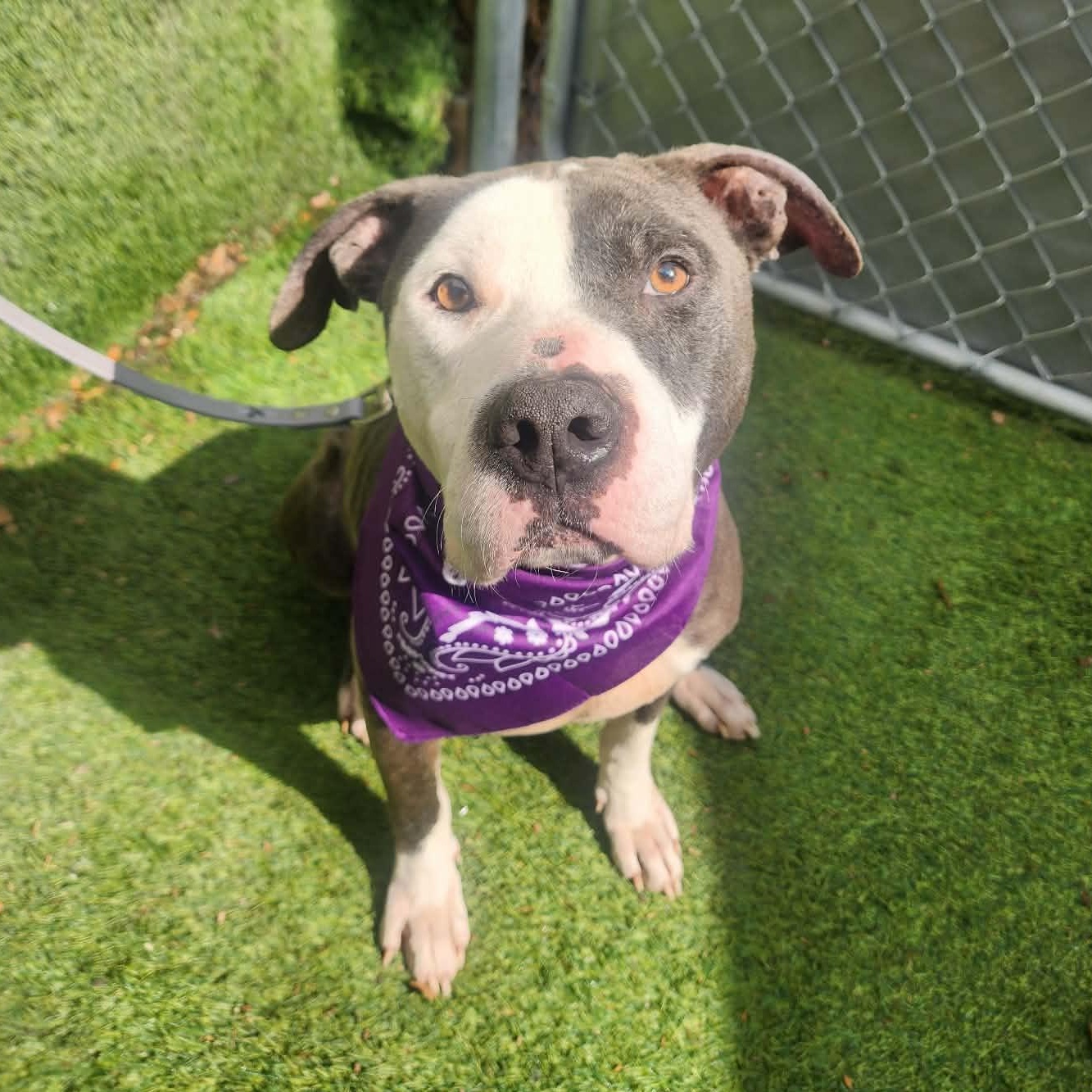 Valor — thumbnail 5