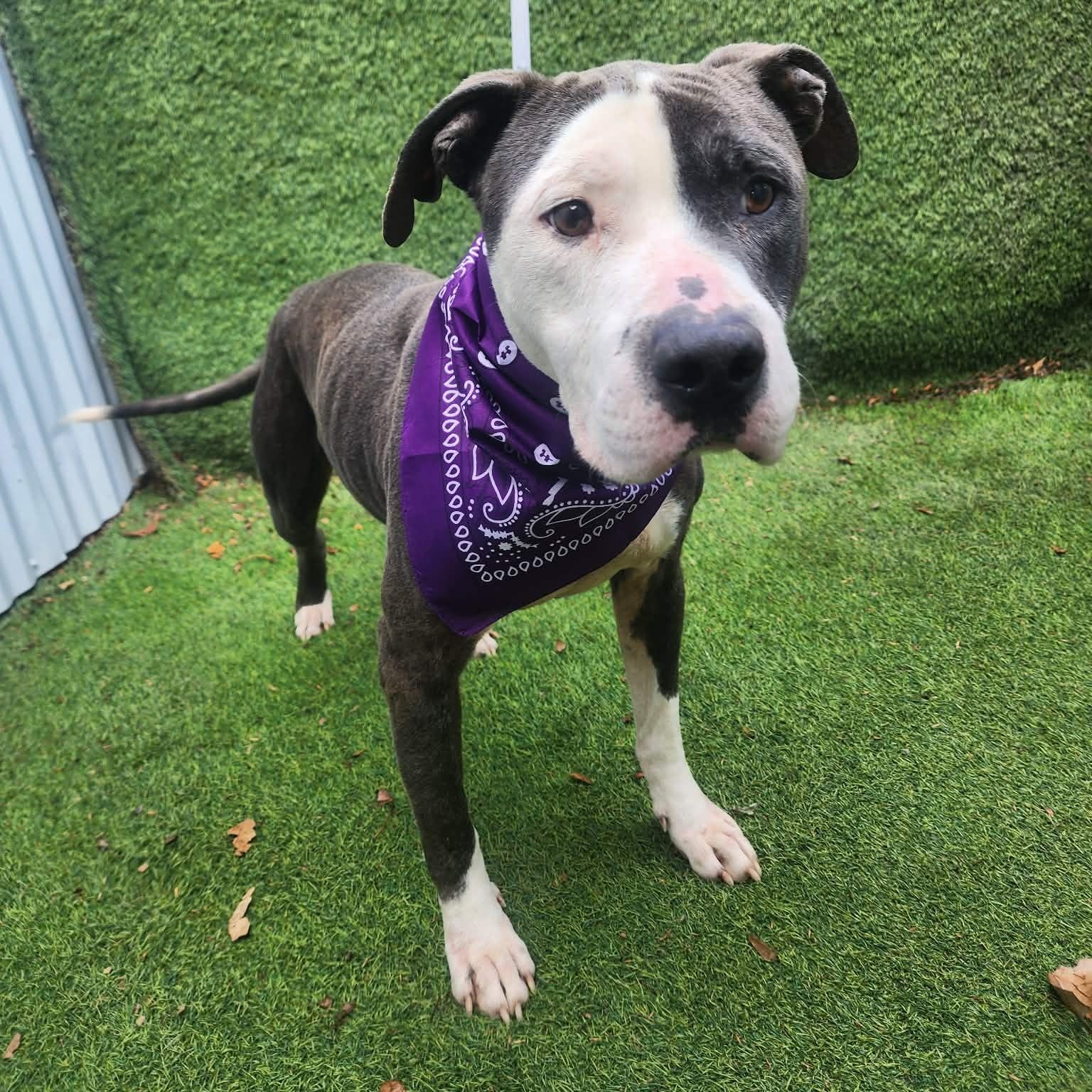 Valor — thumbnail 6