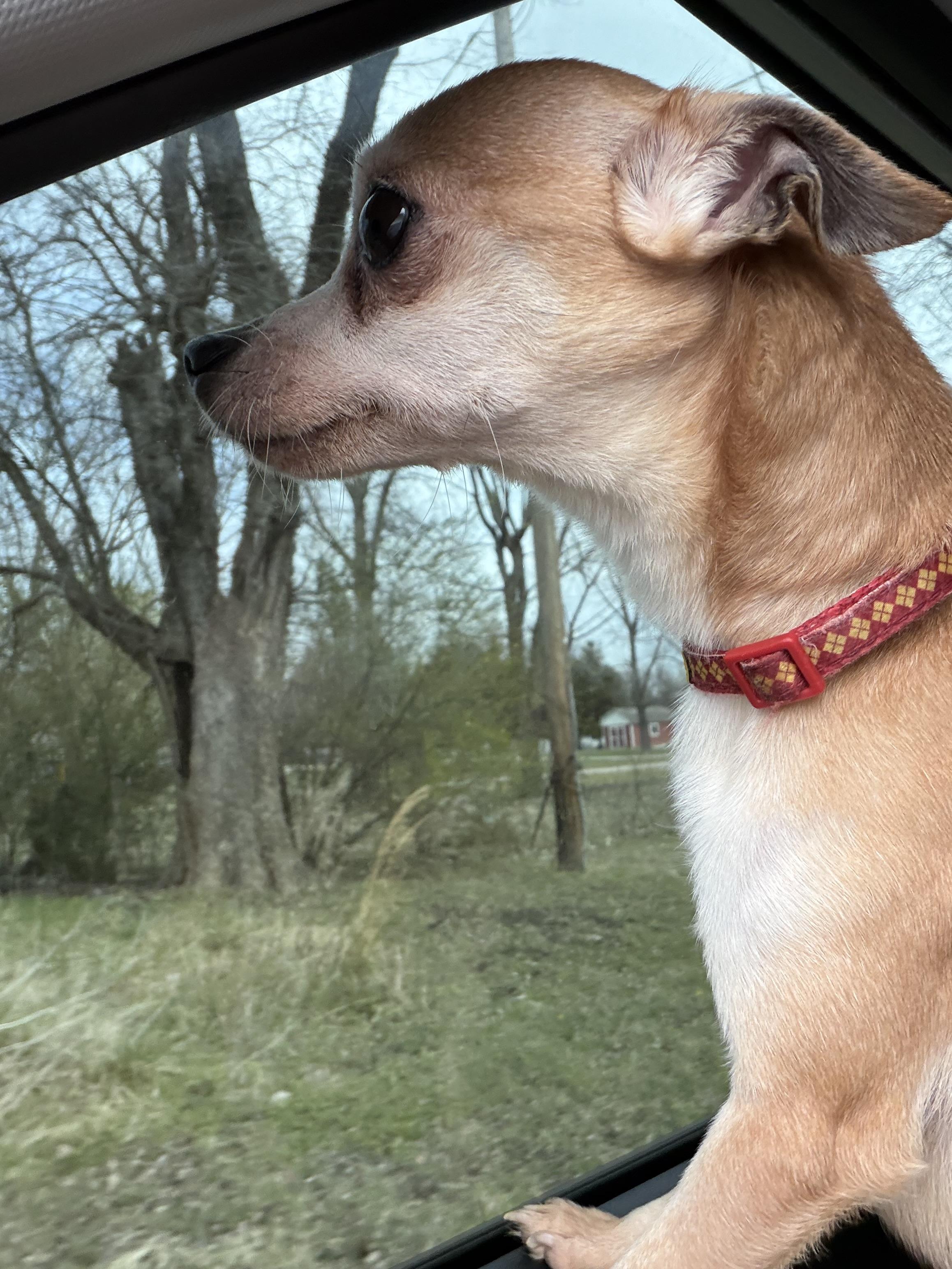 Ferris, a ADOPTABLE Chihuahua in Broken Arrow, OK image 4/4